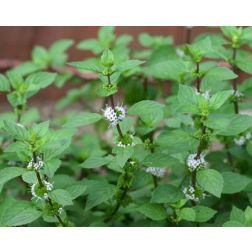 Gyömbérillatú menta