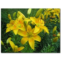 Liliom