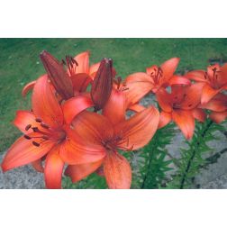 Liliom