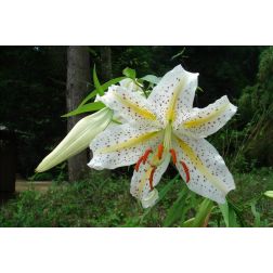 Liliom