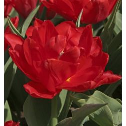 Tulipán