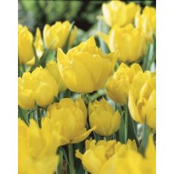 Tulipán