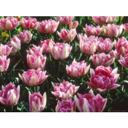 Tulipán