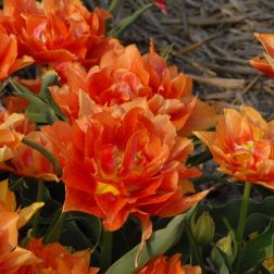 Tulipán