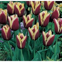 Tulipán