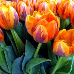Tulipán