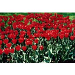 Tulipán