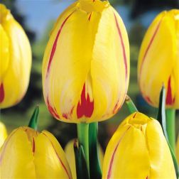 Tulipán