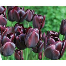 Tulipán