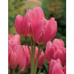 Tulipán