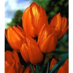 Tulipán