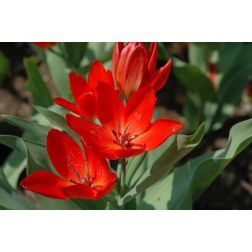 Tulipán