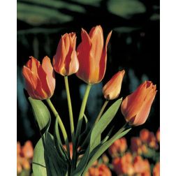 Tulipán