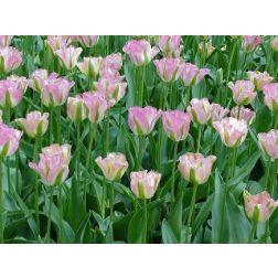 Tulipán