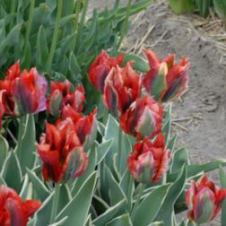 Tulipán