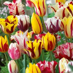Tulipán
