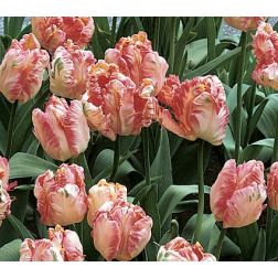 Tulipán