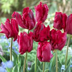 Tulipán