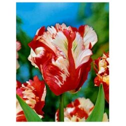 Papagáj tulipán