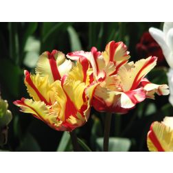 Papagáj tulipán