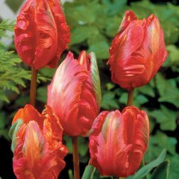 Papagáj tulipán
