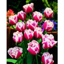 Tulipán /peonia virágú/