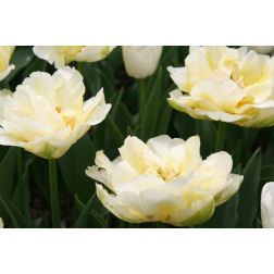 Tulipán/peonia virágú/