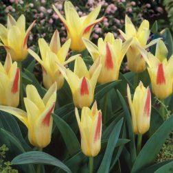 Tulipán