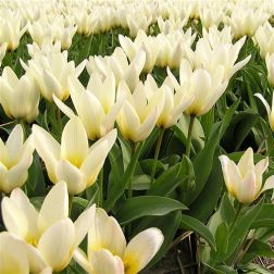 Tulipán