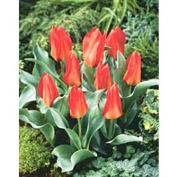Tulipán