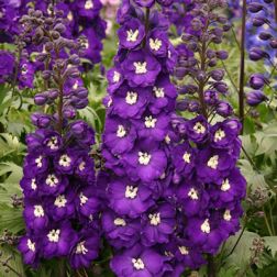 Szarkaláb