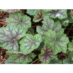 Amerikai tűzeső