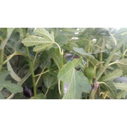 FICUS CARICA DE DALMATIE CLT. 6 HALF STANDARD Füge