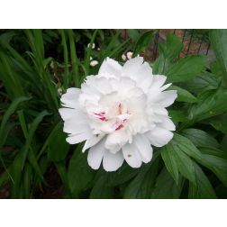 Peonia