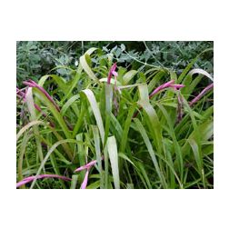 Bokoló bilbergia