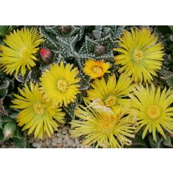 Bibircses tigristorok