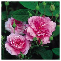 Ispahan