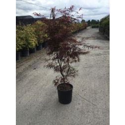 ACER PALMATUM 'RED PYGMY' CLT. 15 jap&aacute;n juhar