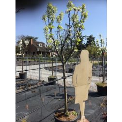 PYRUS PYRIFOLIA 'KOSUI' CLT. 10 MEZZO FUSTO jap&aacute;n k&ouml;rte