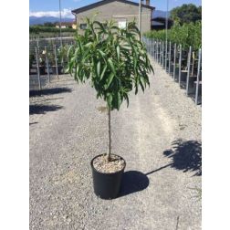 PRUNUS PERSICA VAR. NUCIPERSICA 'BIG TOP' CLT. 6 MEZZO FUSTO nektarin