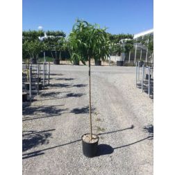 PRUNUS PERSICA 'SATURN' CLT. 10 MEZZO FUSTO őszibarack