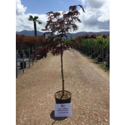 ALBIZIA JULIBRISSIN 'SUMMER CHOCOLATE'® CLT. 10 selyemakác
