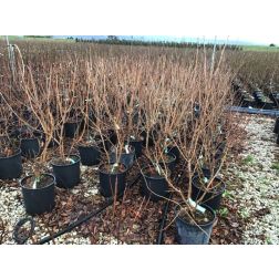 COTINUS COGGYGRIA 'DUSKY MAIDEN'&reg; (COTINUS 'LONDUS' DUSKY MAIDEN &reg;) CLT. 10 csersz&ouml;m&ouml;rce