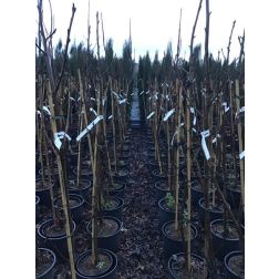 LIQUIDAMBAR STYRACIFLUA 'VARIEGATA' CLT. 10 100/125 CM RAMIFICATO ámbrafa