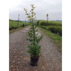 PUNICA GRANATUM FINA TENDRAL CLT. 6 MEZZO FUSTO gr&aacute;n&aacute;talma