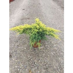 JUNIPERUS X MEDIA 'GOLD STAR' CLT. 3 bor&oacute;ka