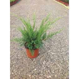 JUNIPERUS X MEDIA 'MINT JULEP' CLT. 3 bor&oacute;ka