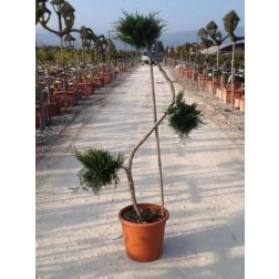 JUNIPERUS X MEDIA 'OLD GOLD' LV 12 BONSAI boróka