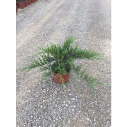 JUNIPERUS SABINA 'ROCKERY MIXED' CLT. 3 bor&oacute;ka
