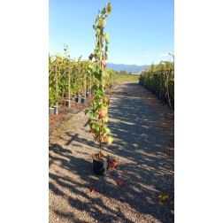 VITIS VINIFERA 'PIZZUTELLO BIANCO' CLT. 5 szőlő